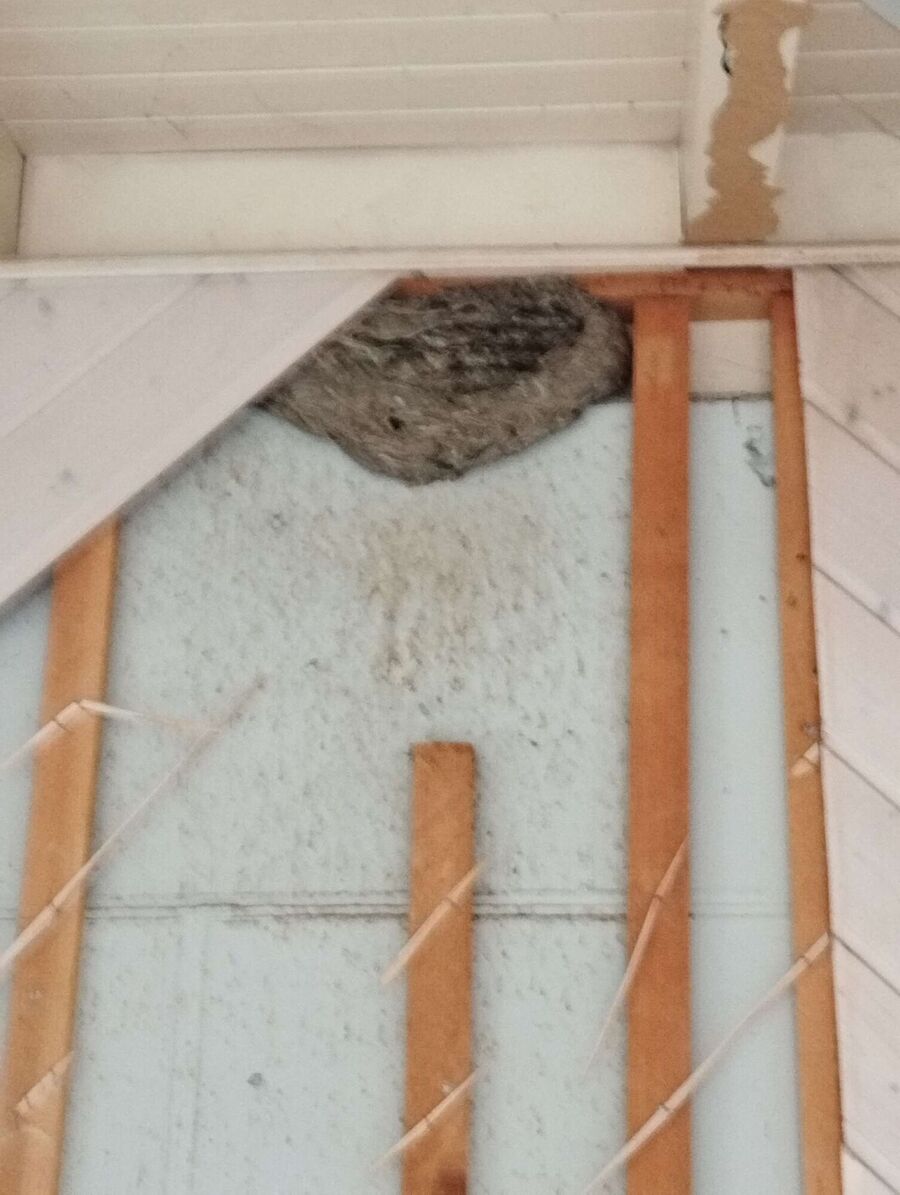 Bee nest at the house remove