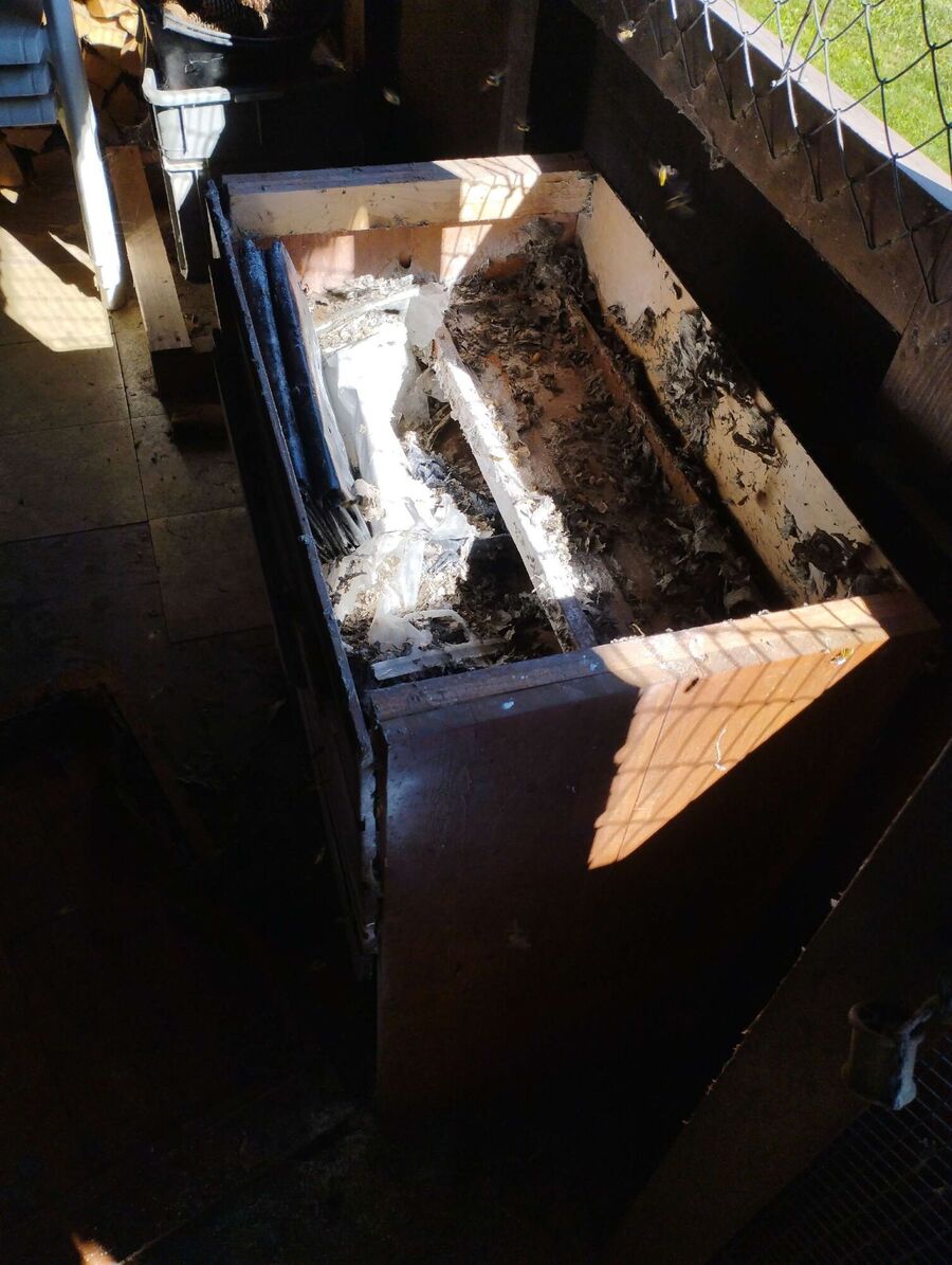 Relocate bees & remove bee nest