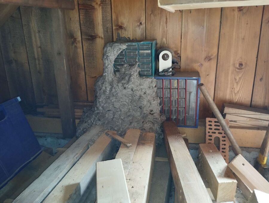 Relocate bees & remove bee nest