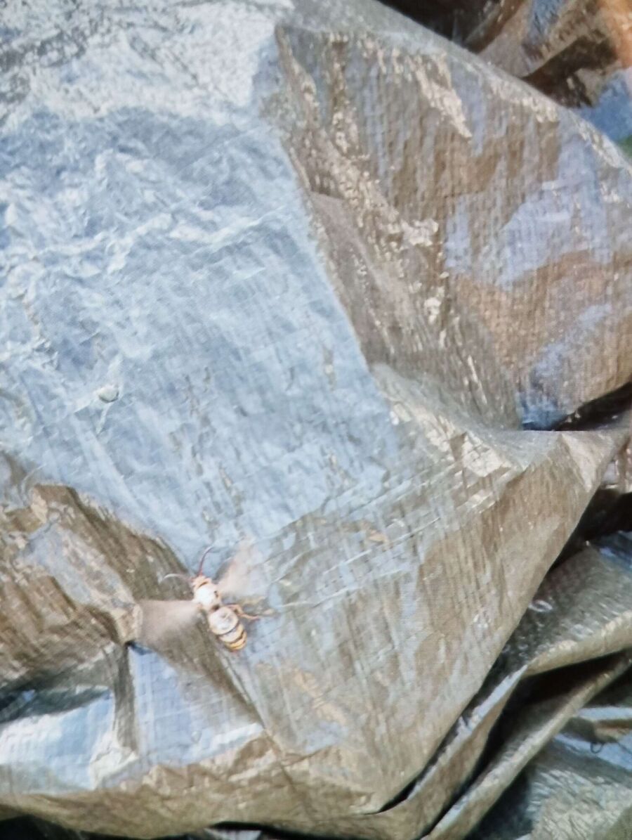 Relocate bees & remove bee nest