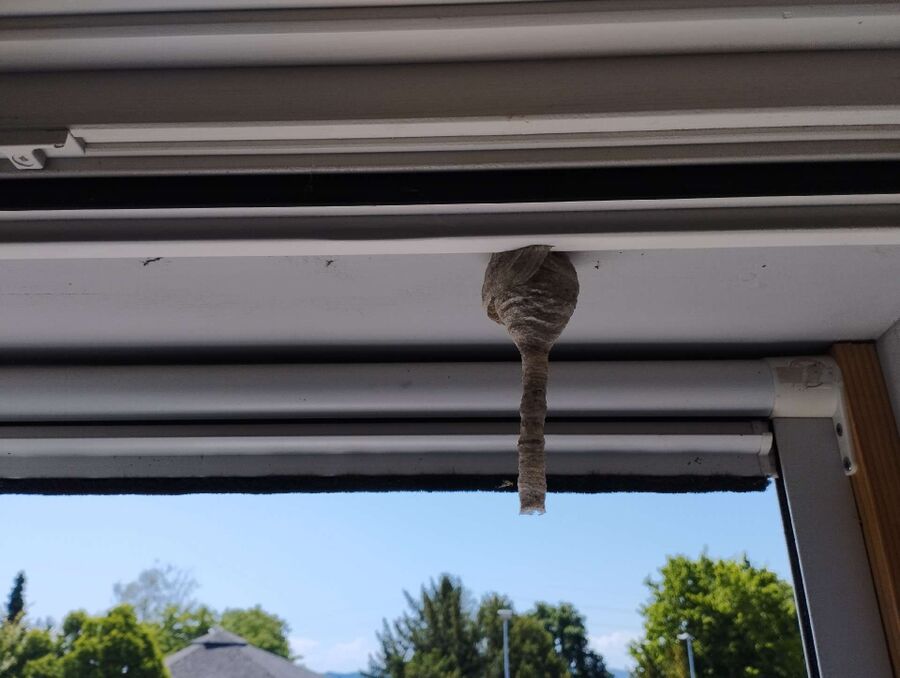 Bee nest at the house remove