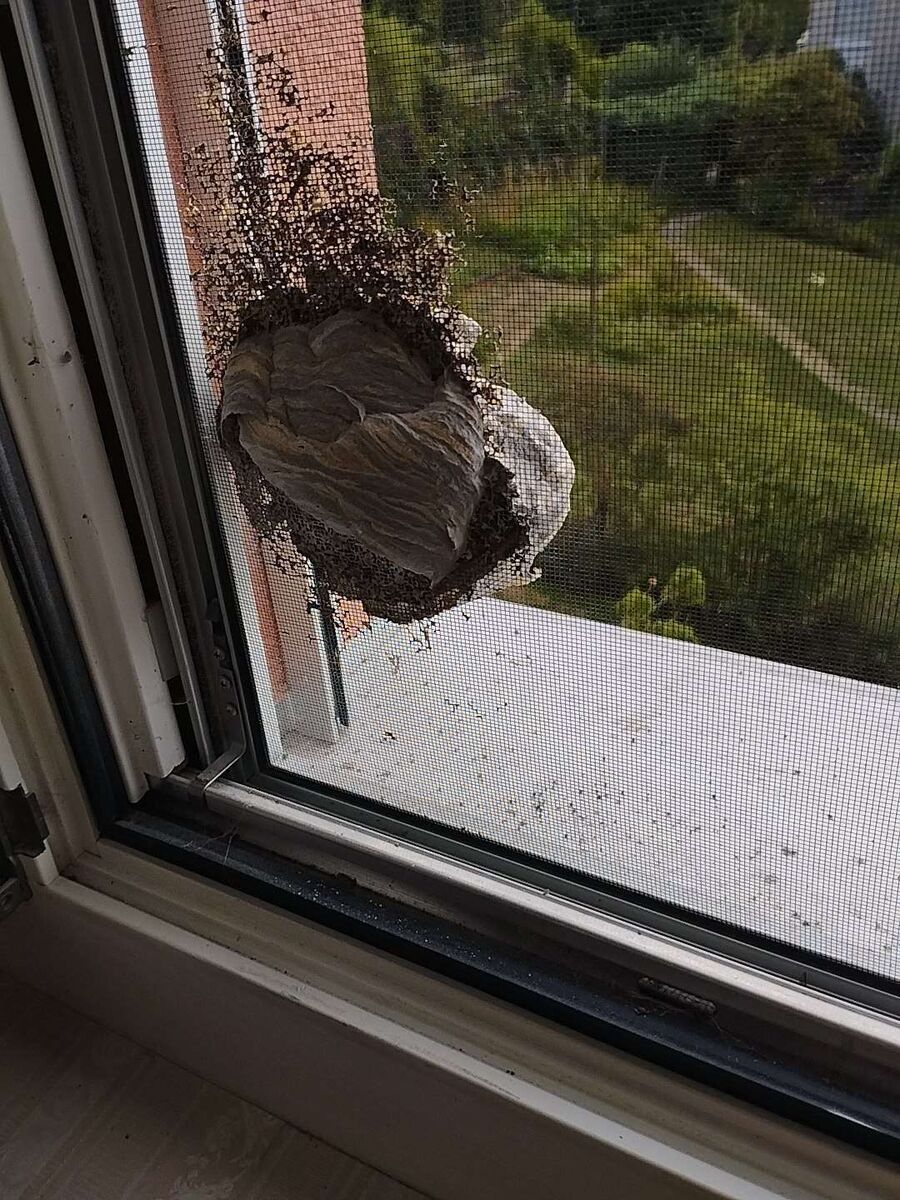 Relocate bees & remove bee nest