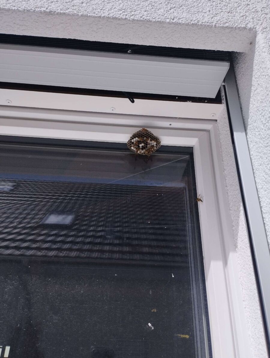 Bee nest at the house remove