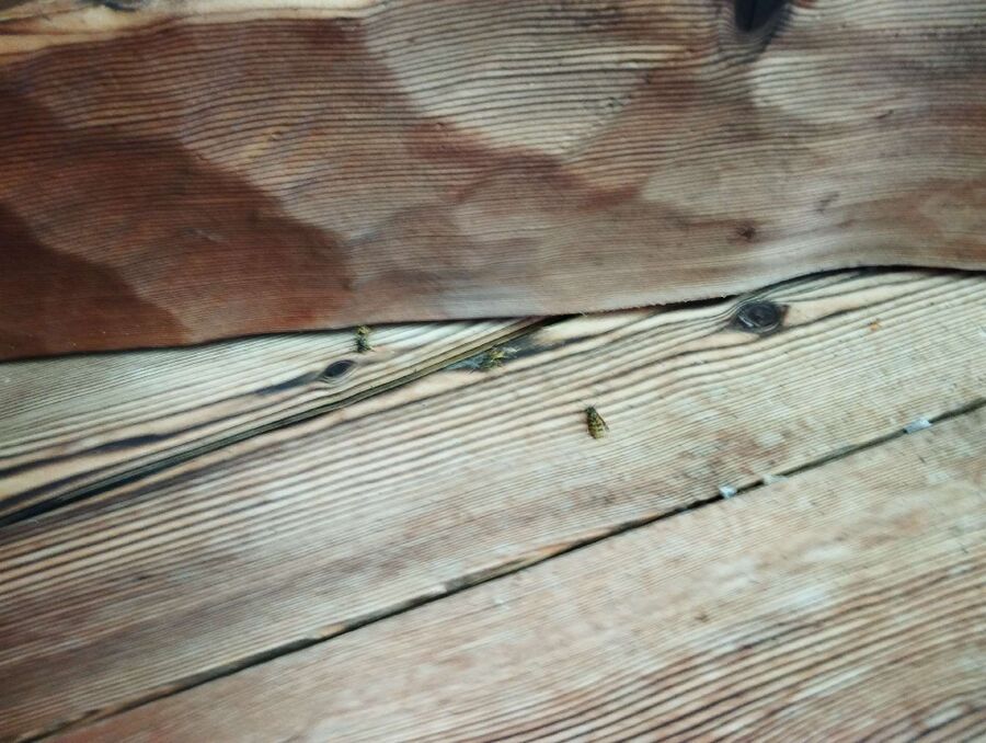 Bee nest at the house remove