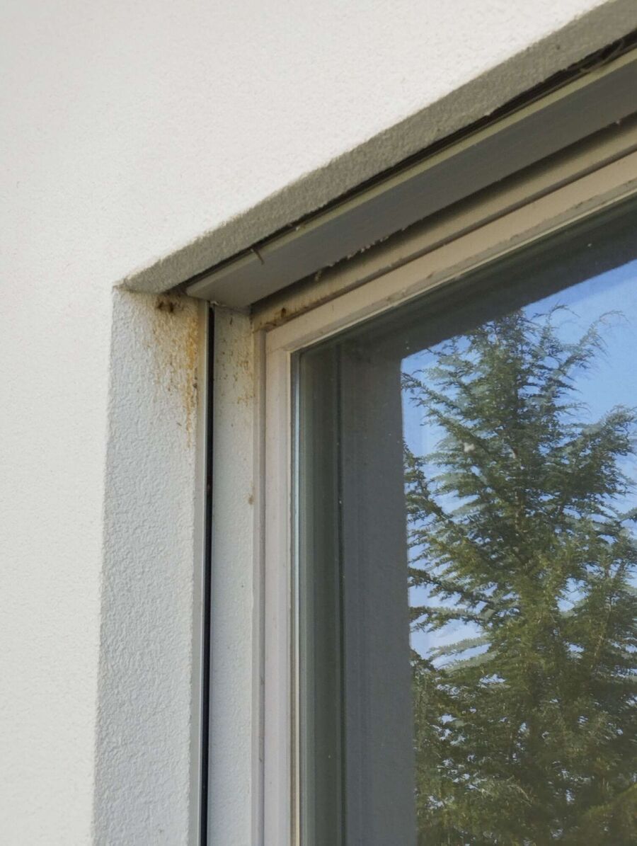 Bee nest at the house remove