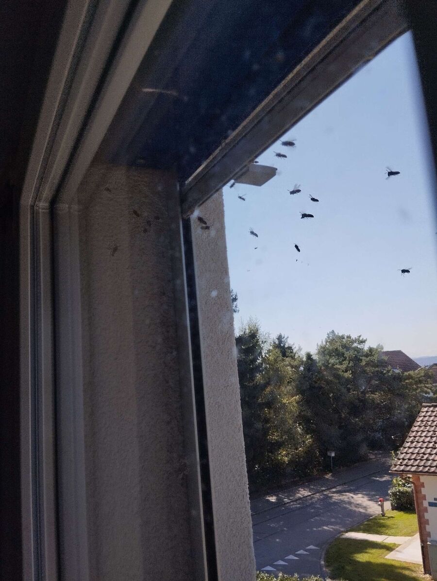 Bee nest at the house remove