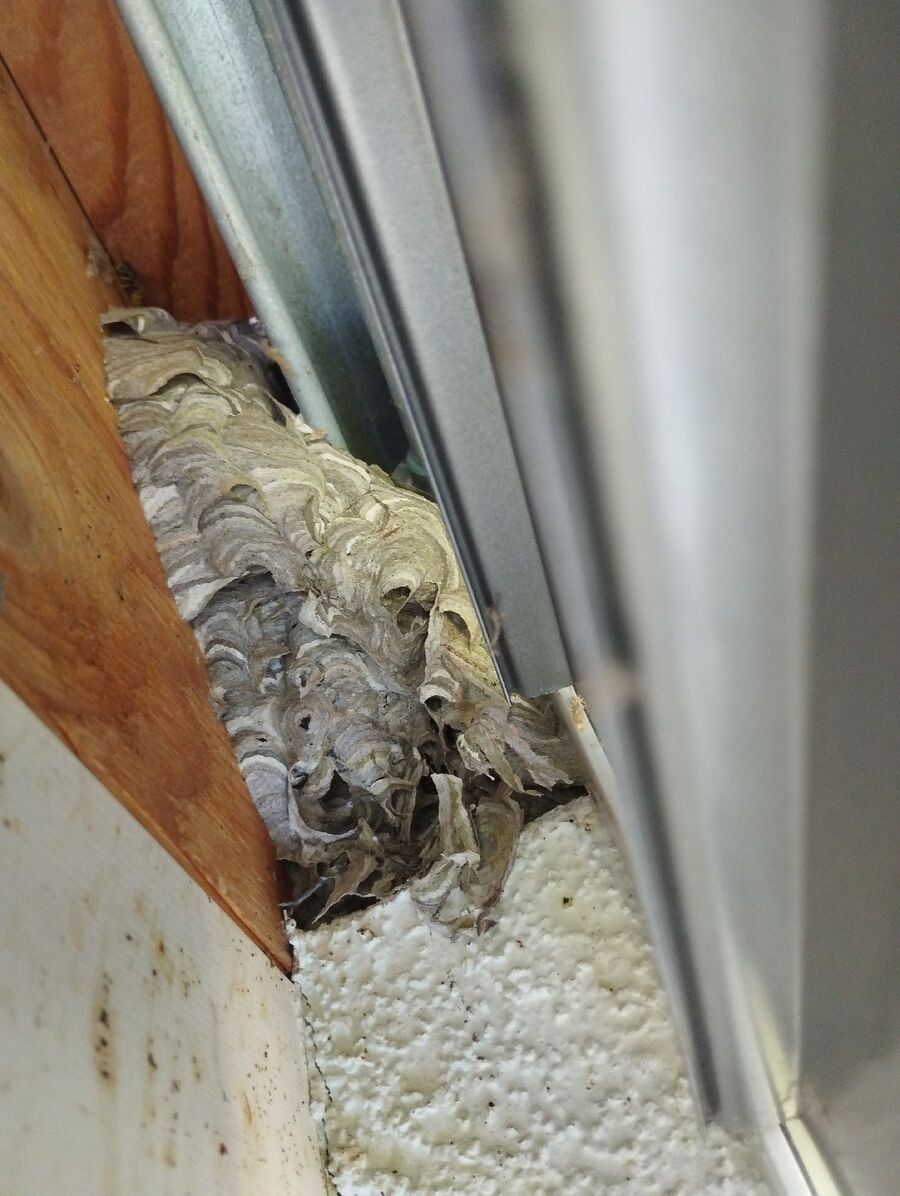 Relocate bees & remove bee nest