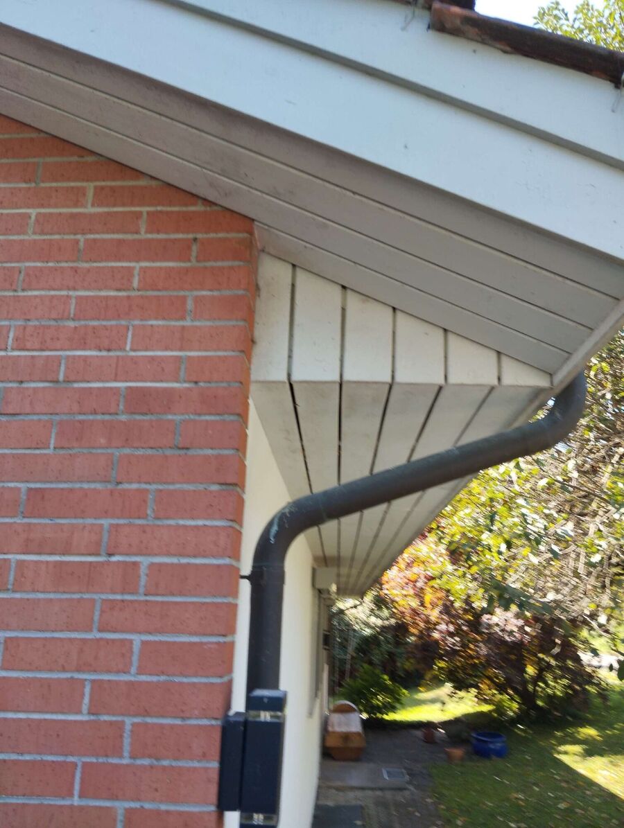 Relocate bees & remove bee nest