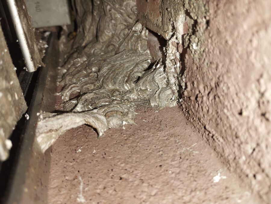 Bee nest at the house remove