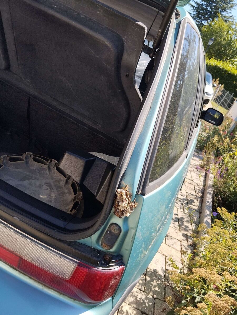 Bee nest at the house remove