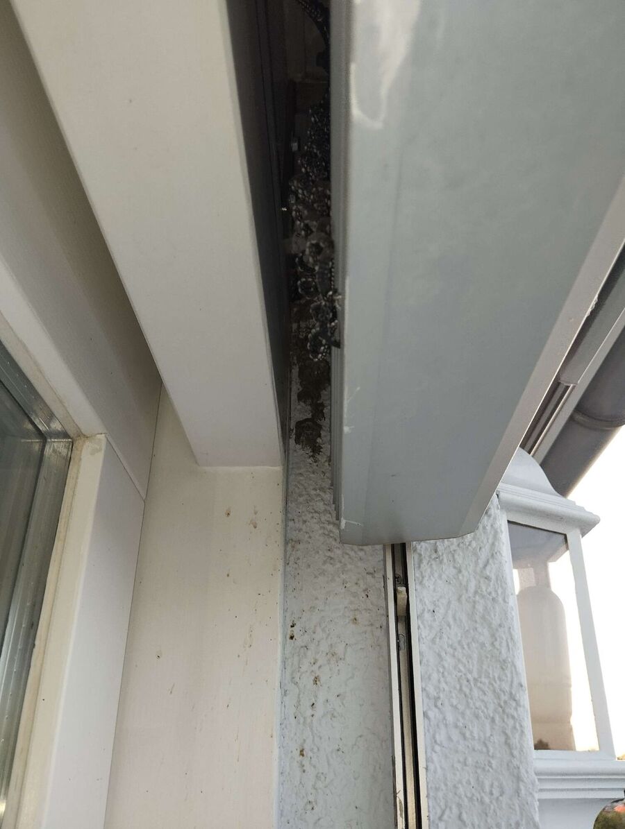 Relocate bees & remove bee nest