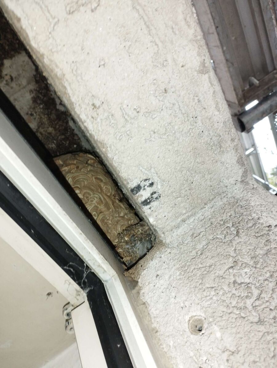 Bee nest at the house remove