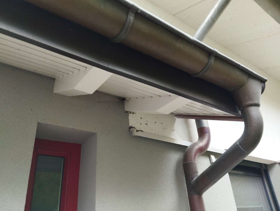 Relocate bees & remove bee nest