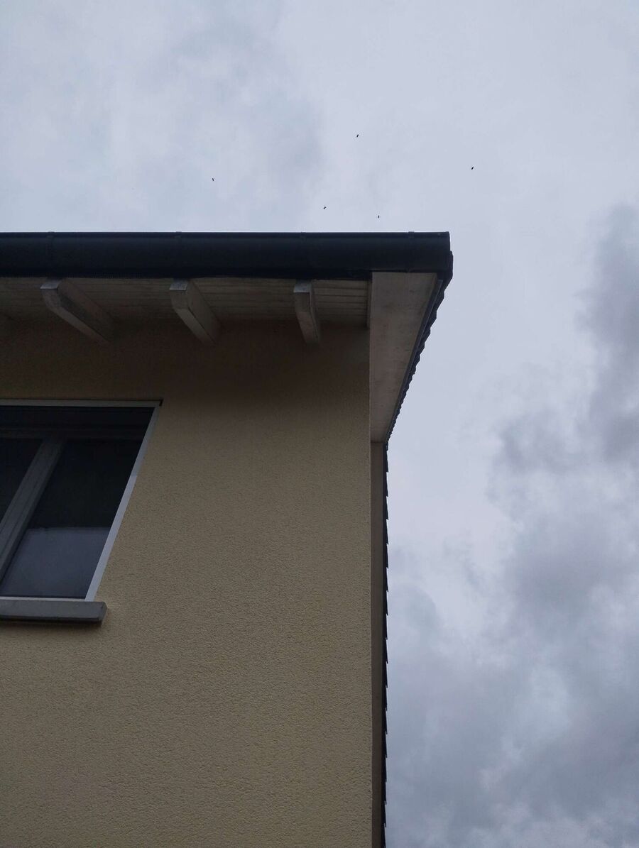 Bee nest at the house remove