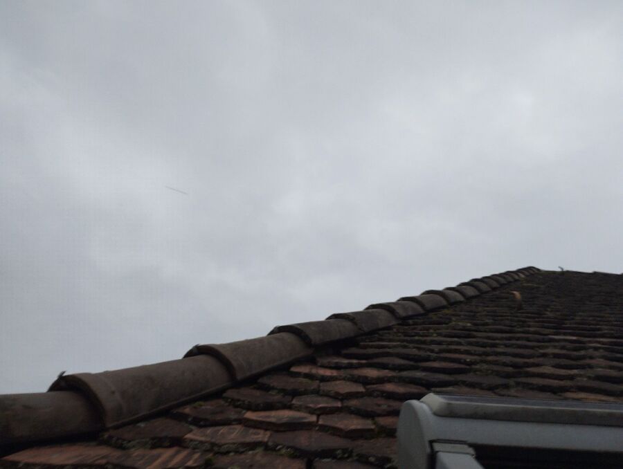 Bee nest at the house remove