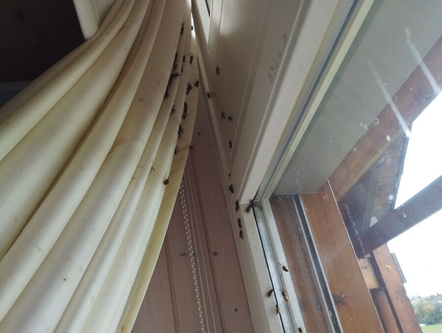 Relocate bees & remove bee nest