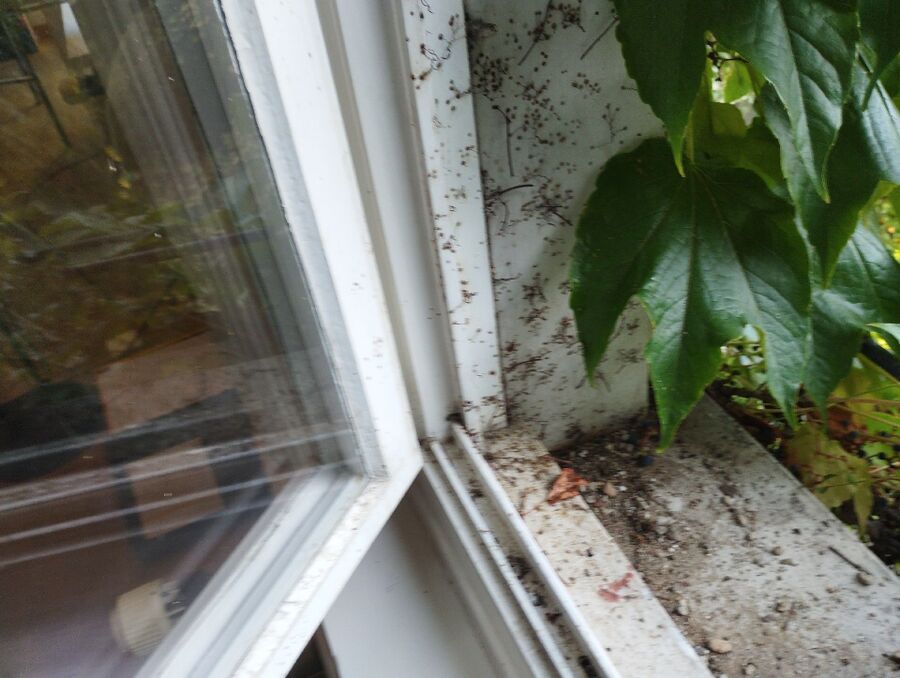 Relocate bees & remove bee nest