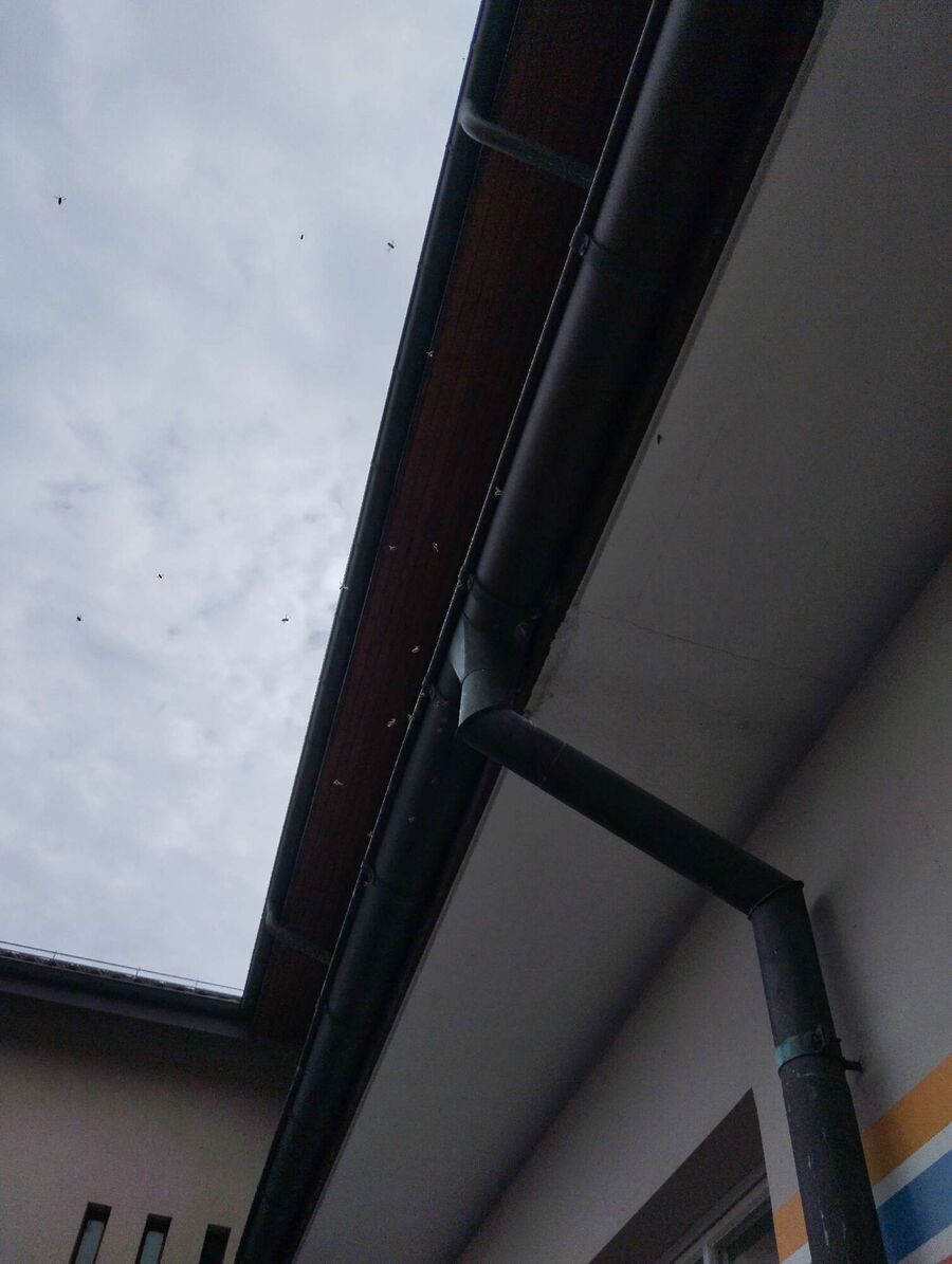 Bee nest at the house remove