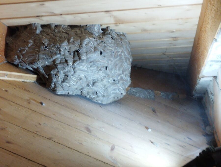 Relocate bees & remove bee nest