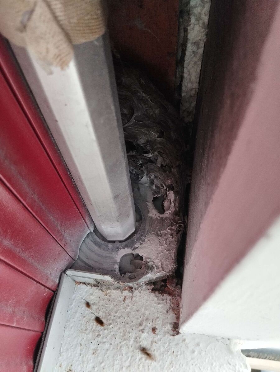 Bee nest at the house remove