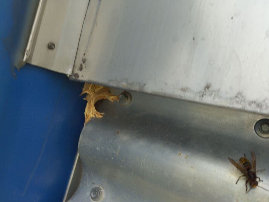 Bee nest at the house remove