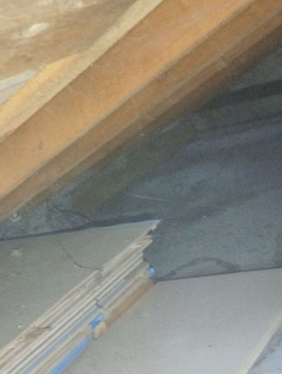 Relocate bees & remove bee nest