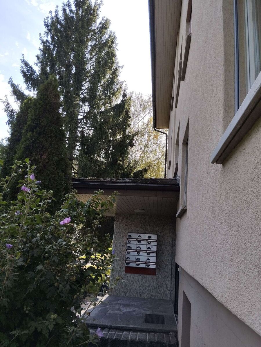 Bee nest at the house remove