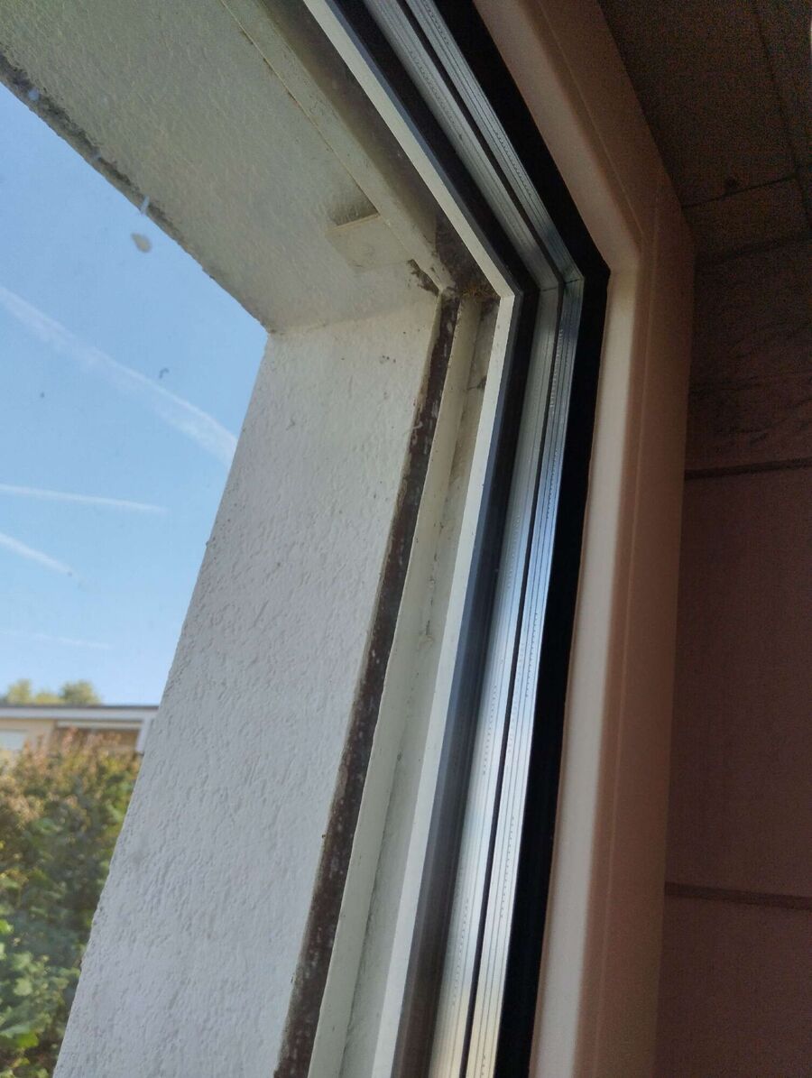 Relocate bees & remove bee nest