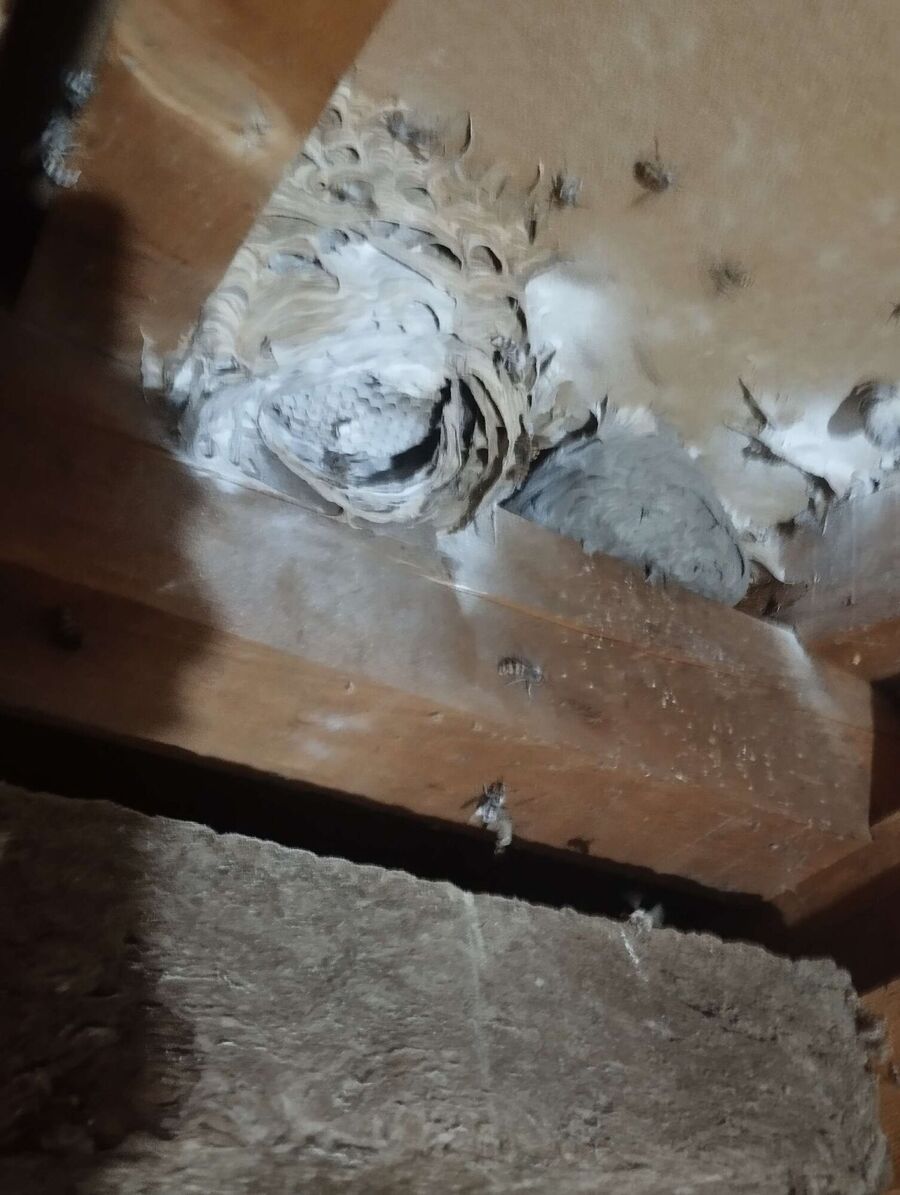 Bee nest at the house remove