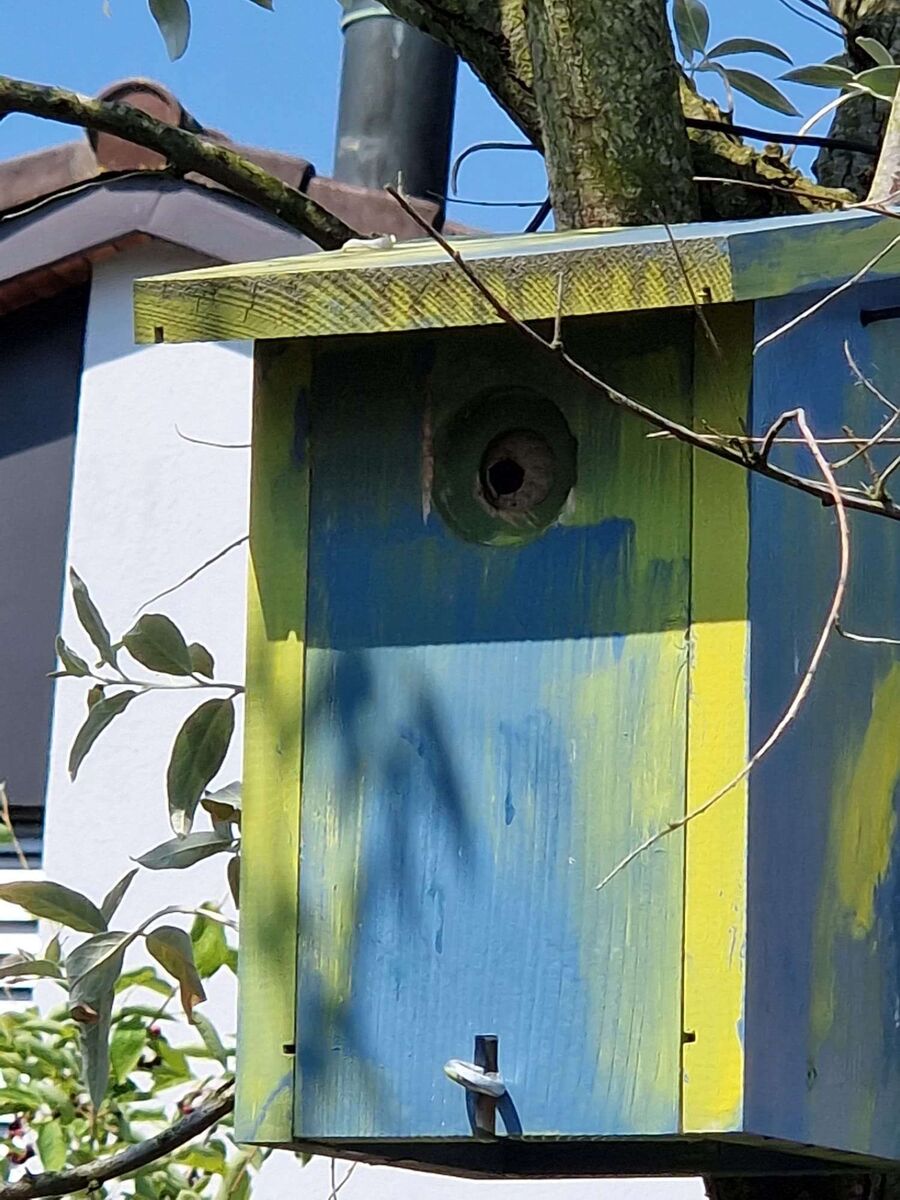 Relocate bees & remove bee nest