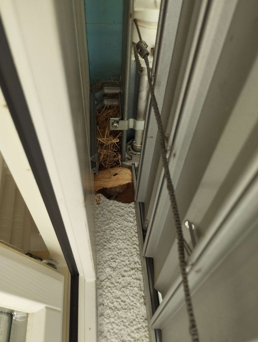 Bee nest at the house remove