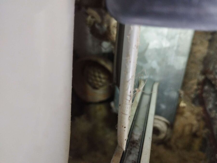 Bee nest at the house remove