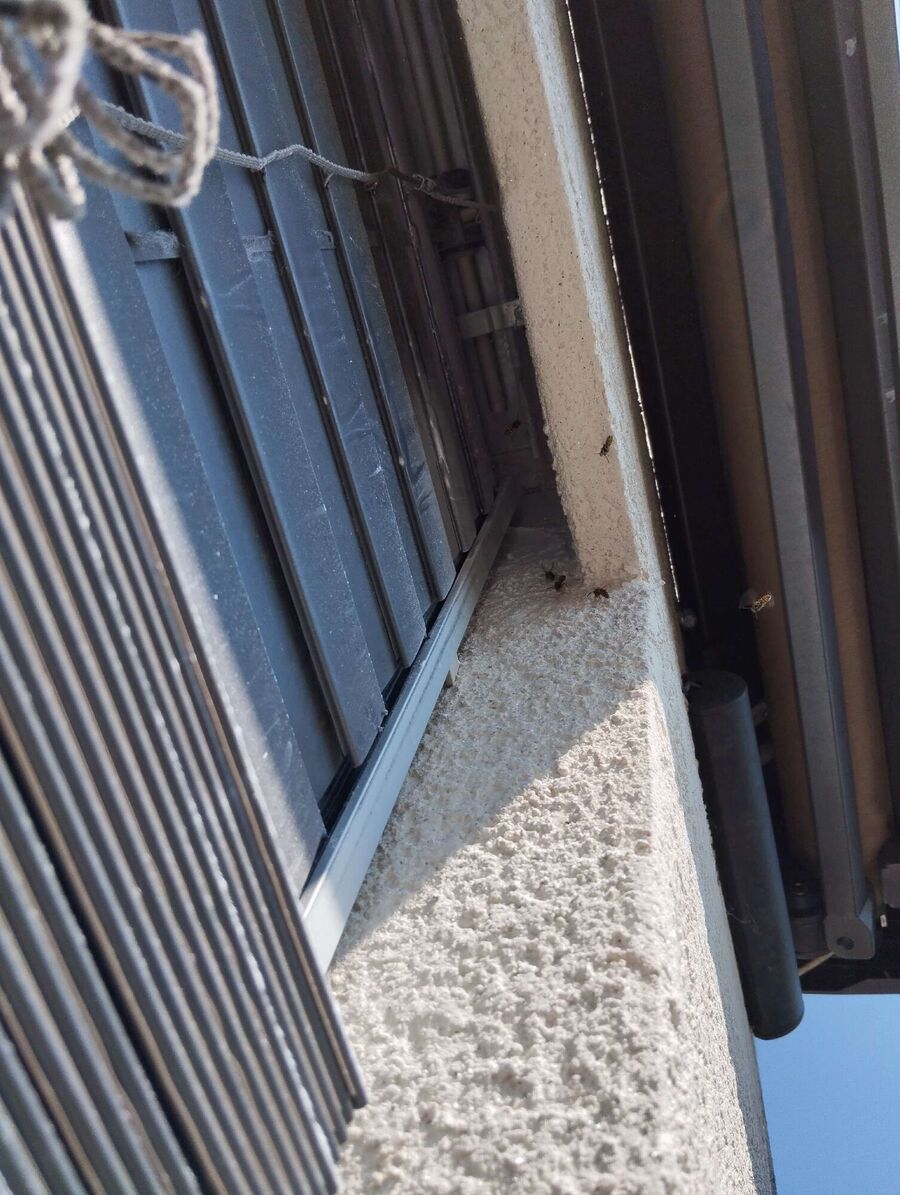 Bee nest at the house remove