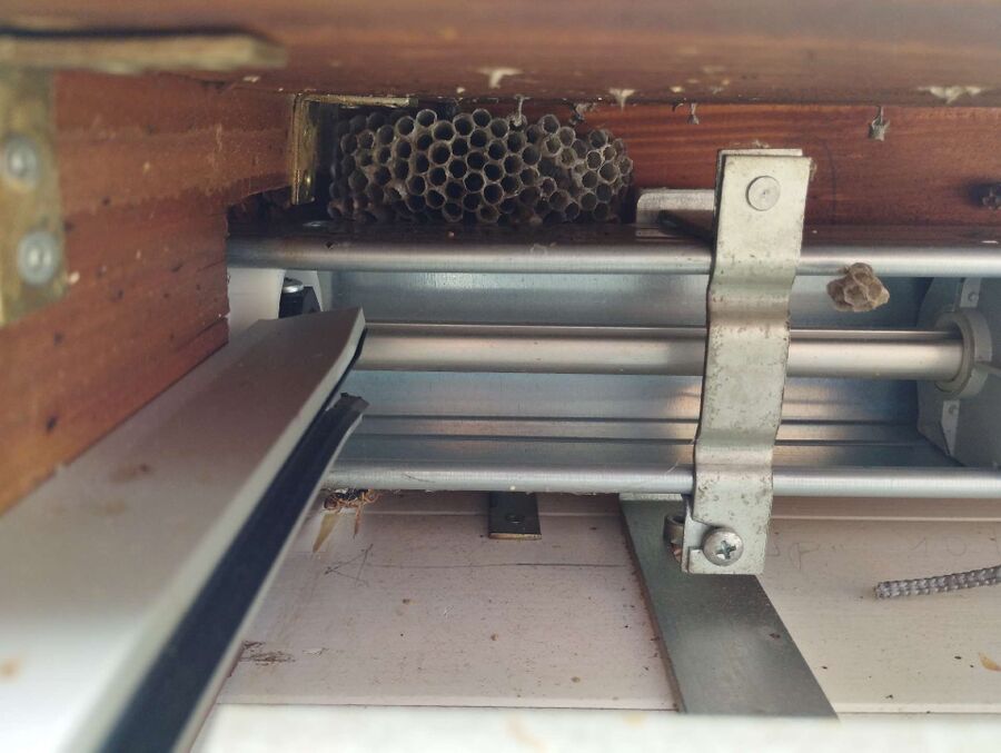 Relocate bees & remove bee nest