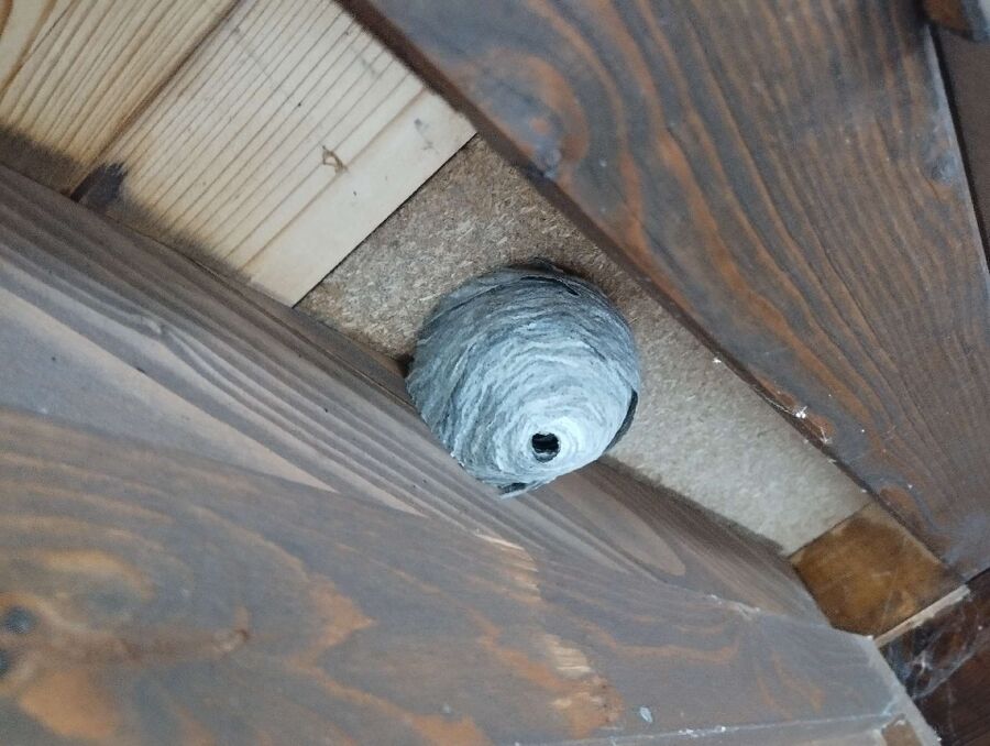 Relocate bees & remove bee nest