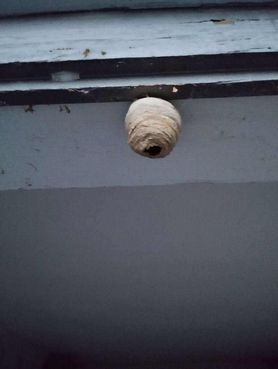 Remove bee nest