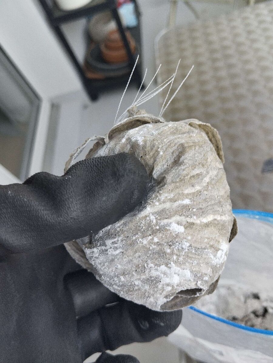 Relocate bees & remove bee nest