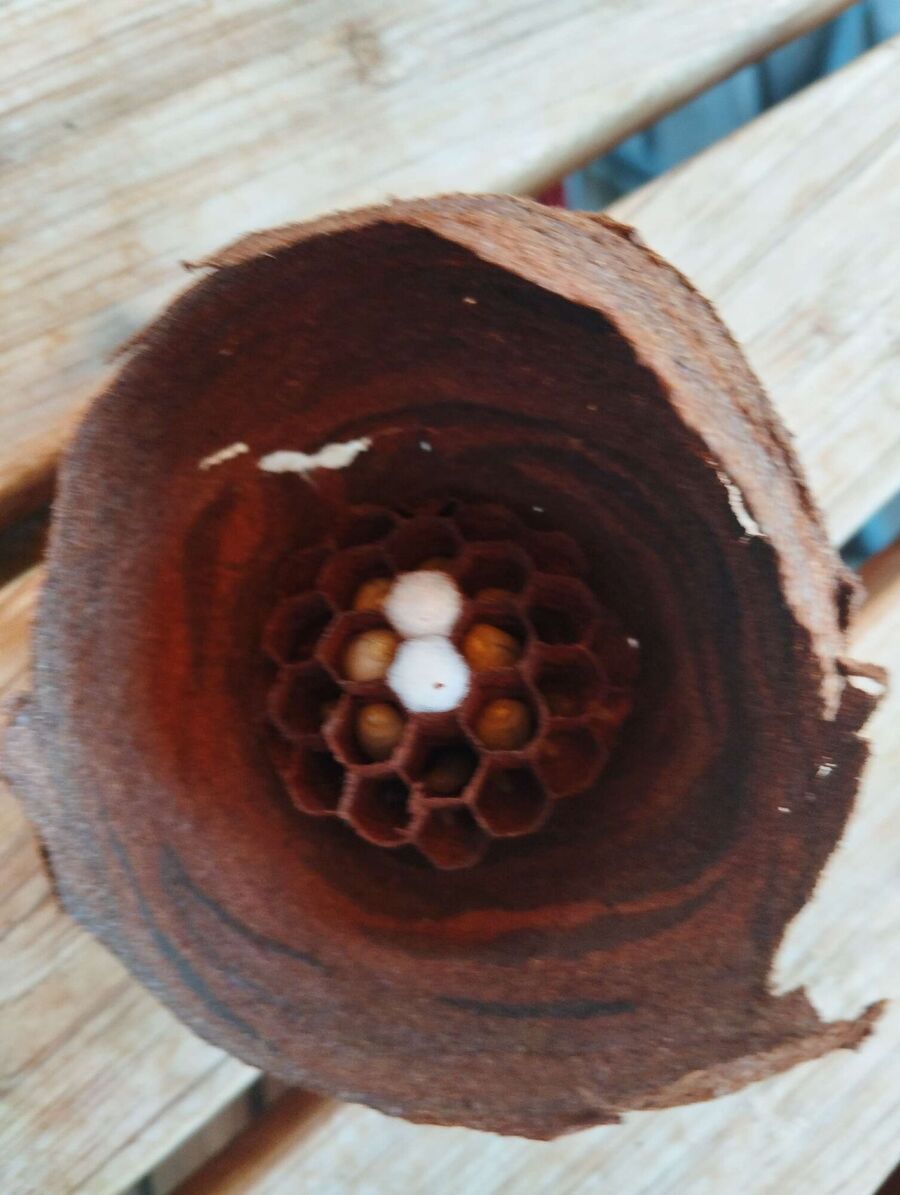 Bee nest at the house remove