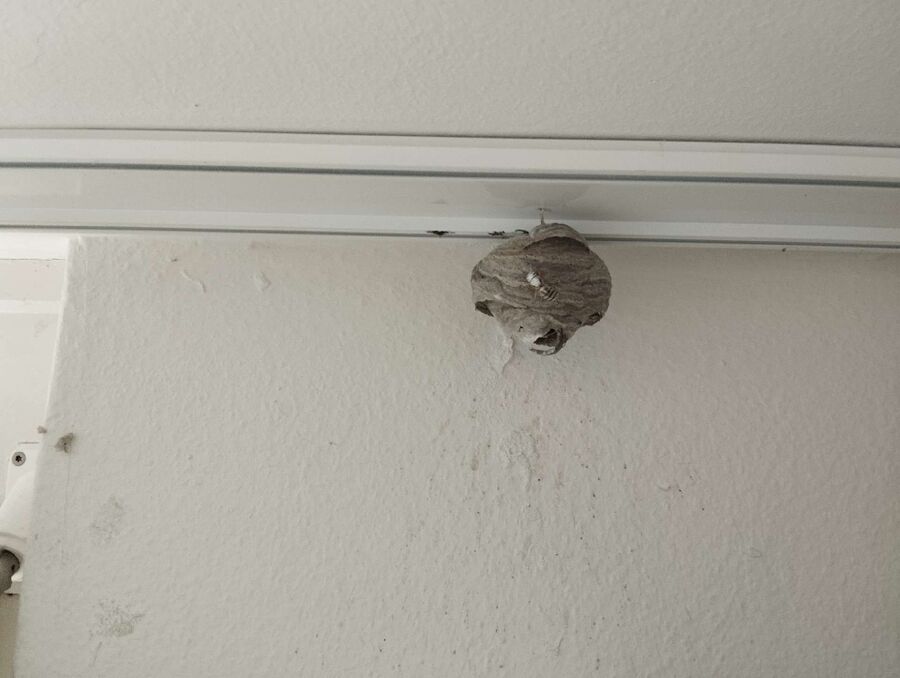 Bee nest at the house remove