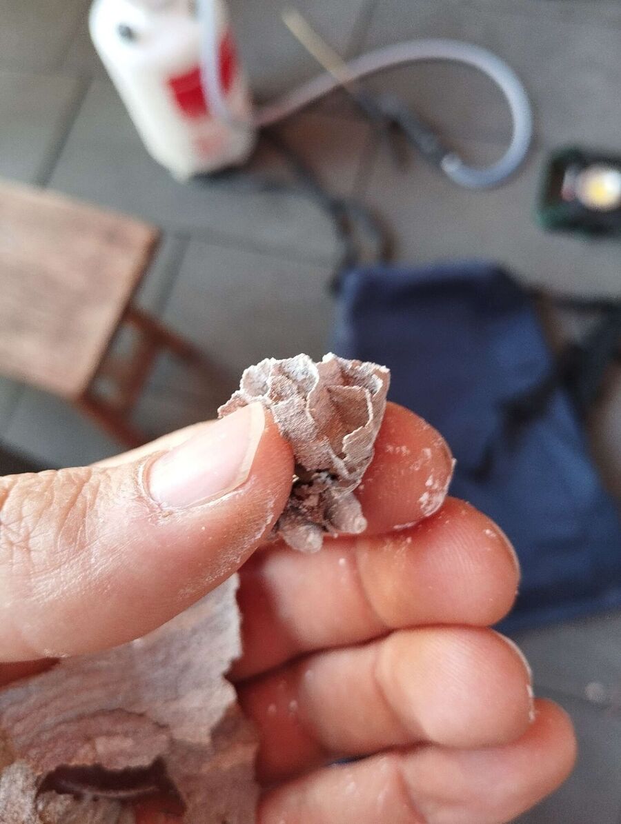 Relocate bees & remove bee nest