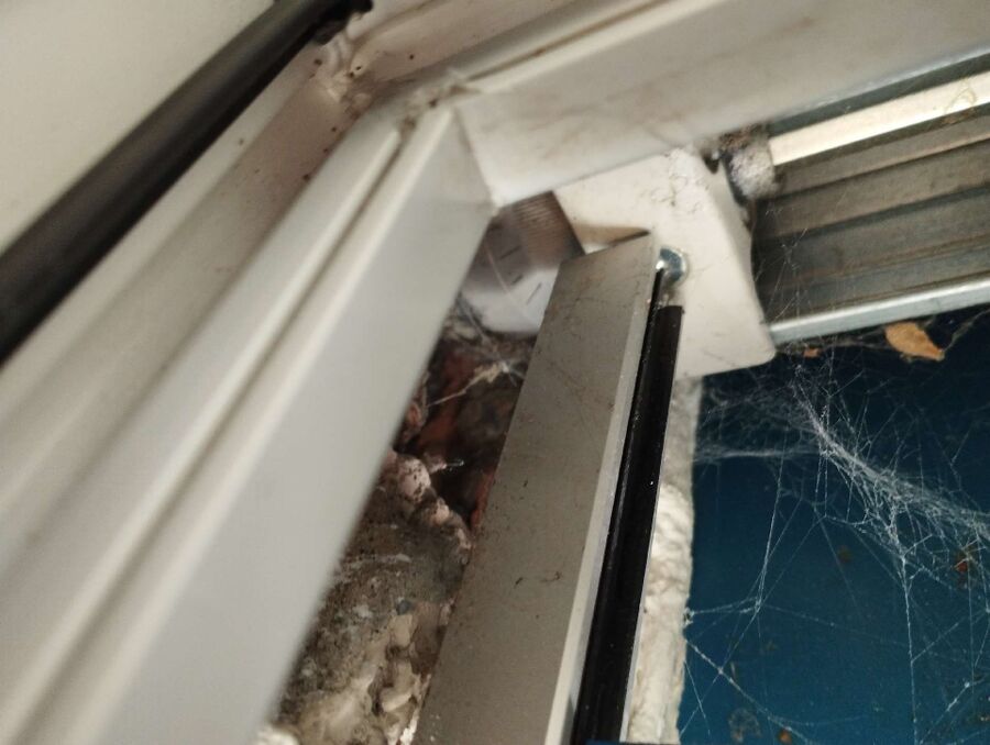 Relocate bees & remove bee nest