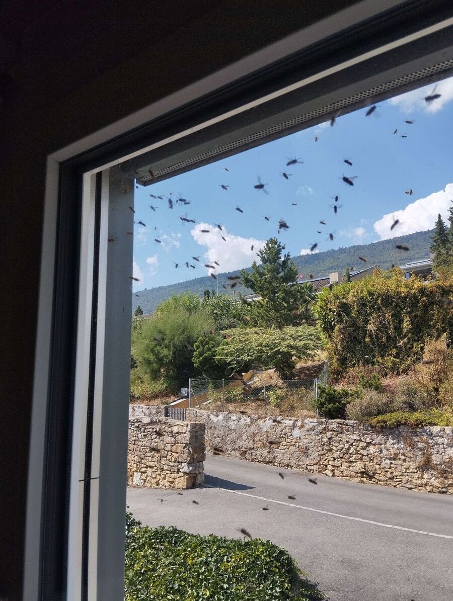 Relocate bees & remove bee nest