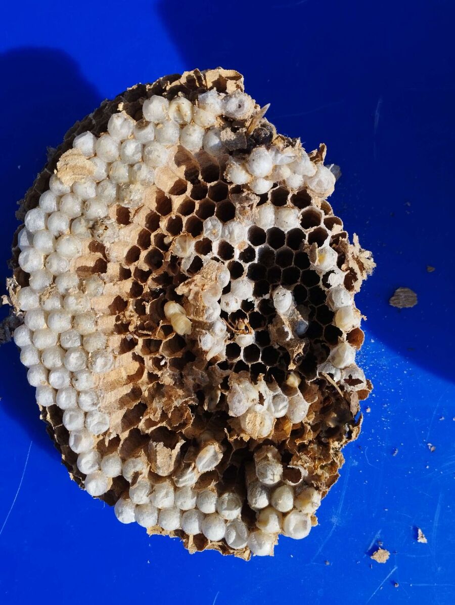 Relocate bees & remove bee nest