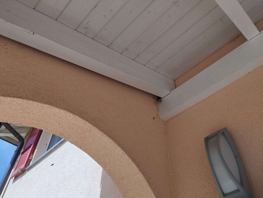 Relocate bees & remove bee nest