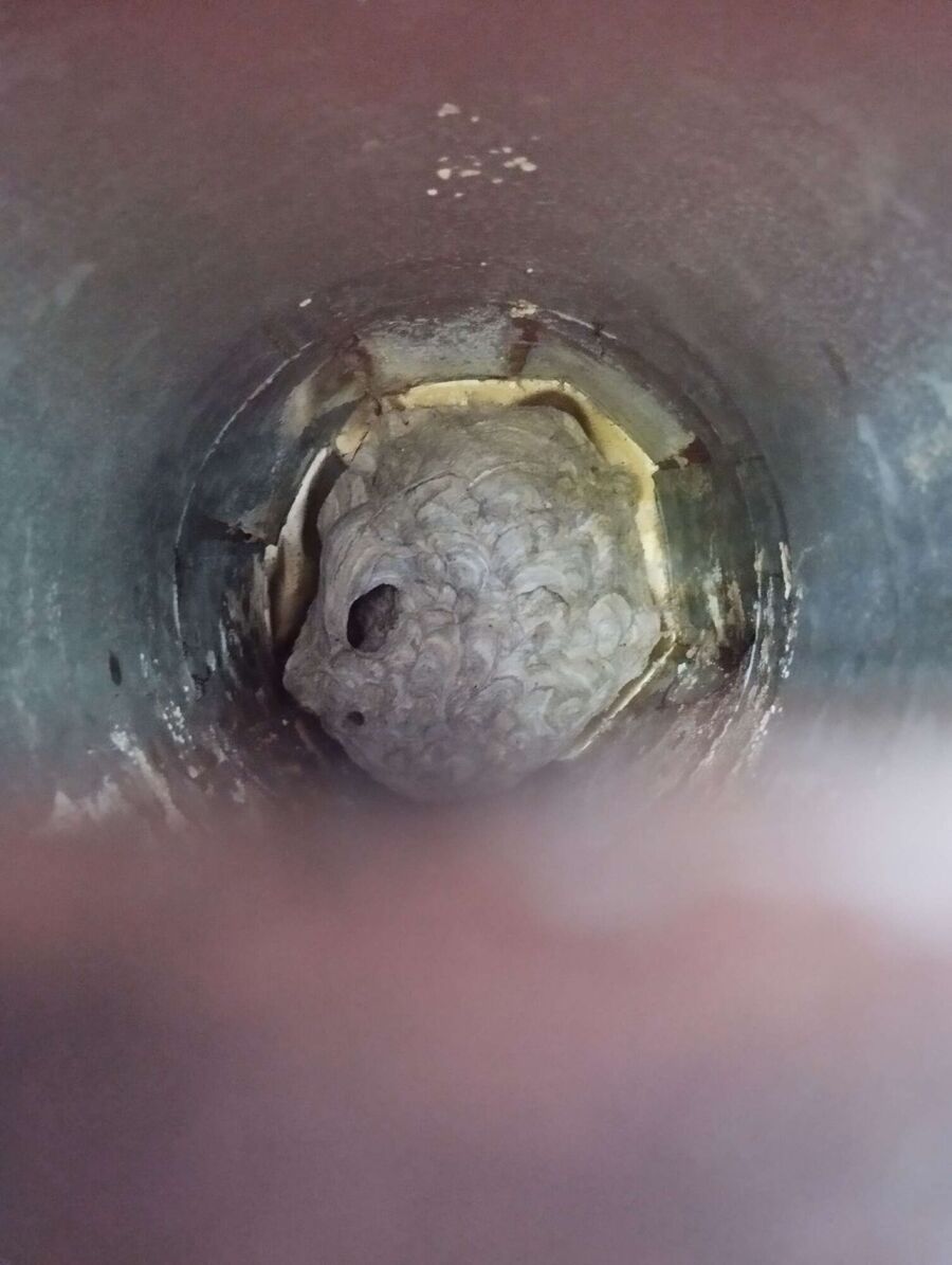 Bee nest at the house remove
