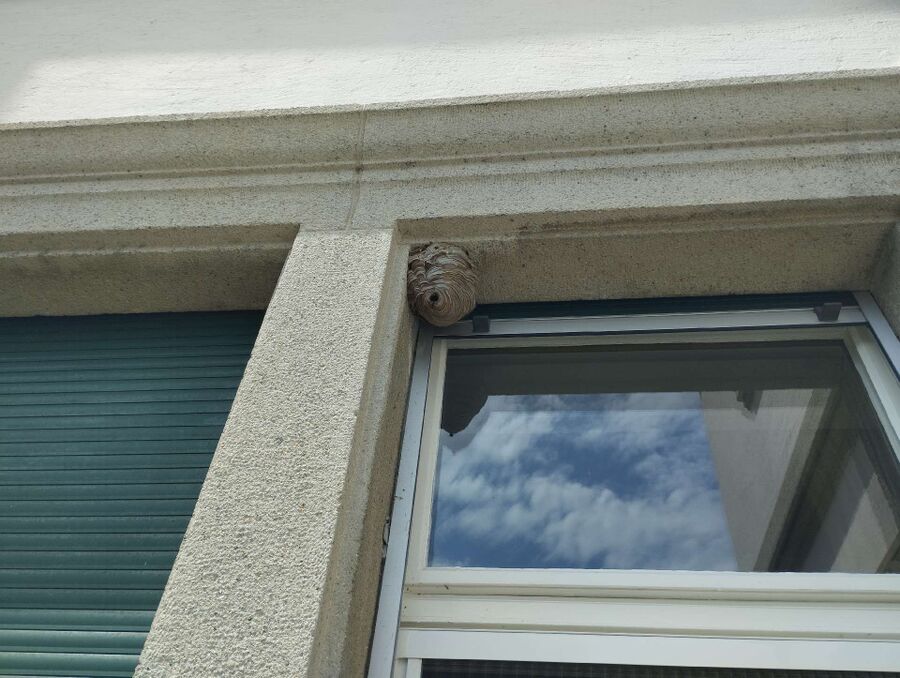 Relocate bees & remove bee nest