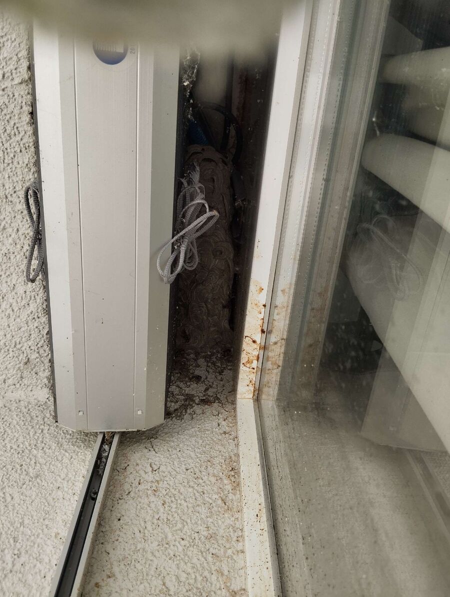 Relocate bees & remove bee nest