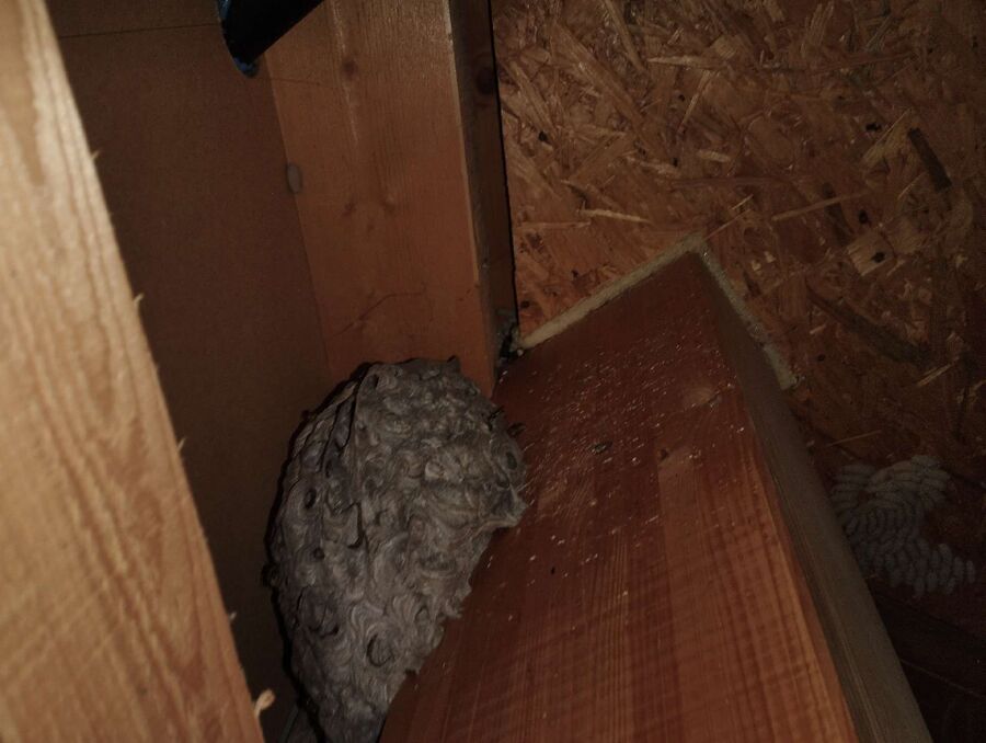 Relocate bees & remove bee nest