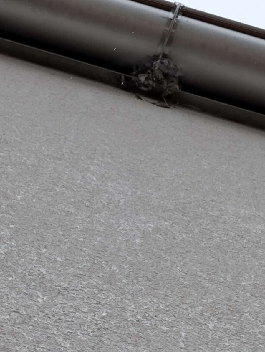 Bee nest at the house remove