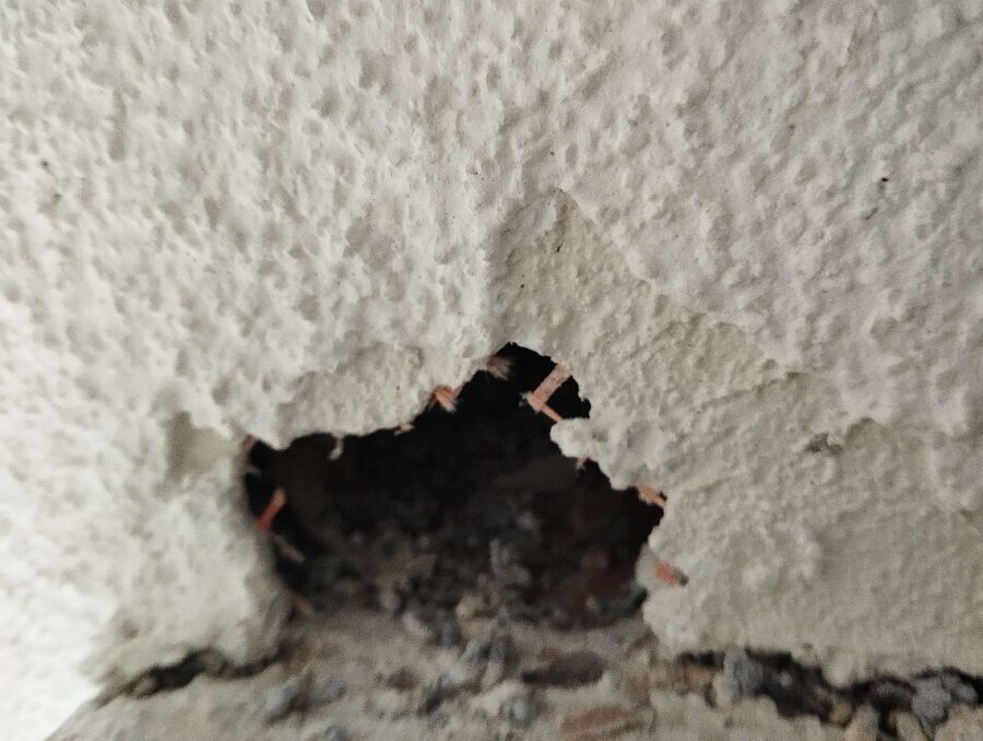 Relocate bees & remove bee nest